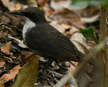 White-breasted Thrasher