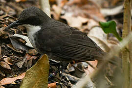 White-breasted Thrasher