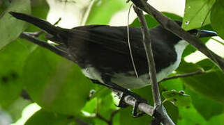 White-breasted Thrasher