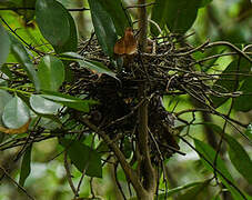 White-breasted Thrasher