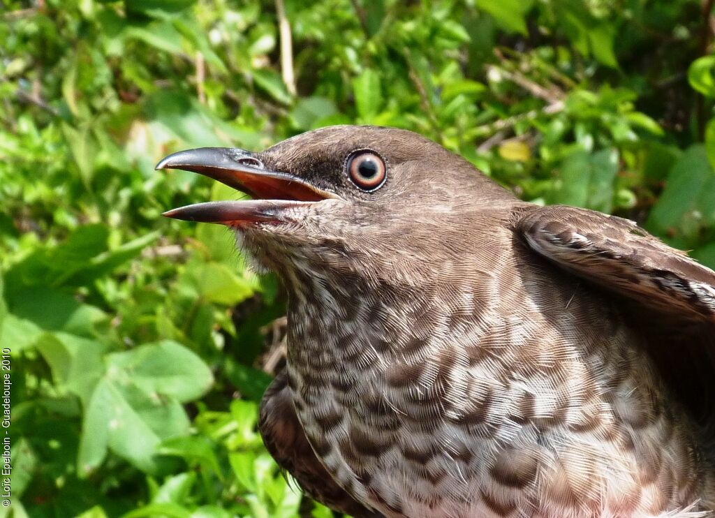 Scaly-breasted Thrasher