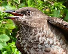 Scaly-breasted Thrasher