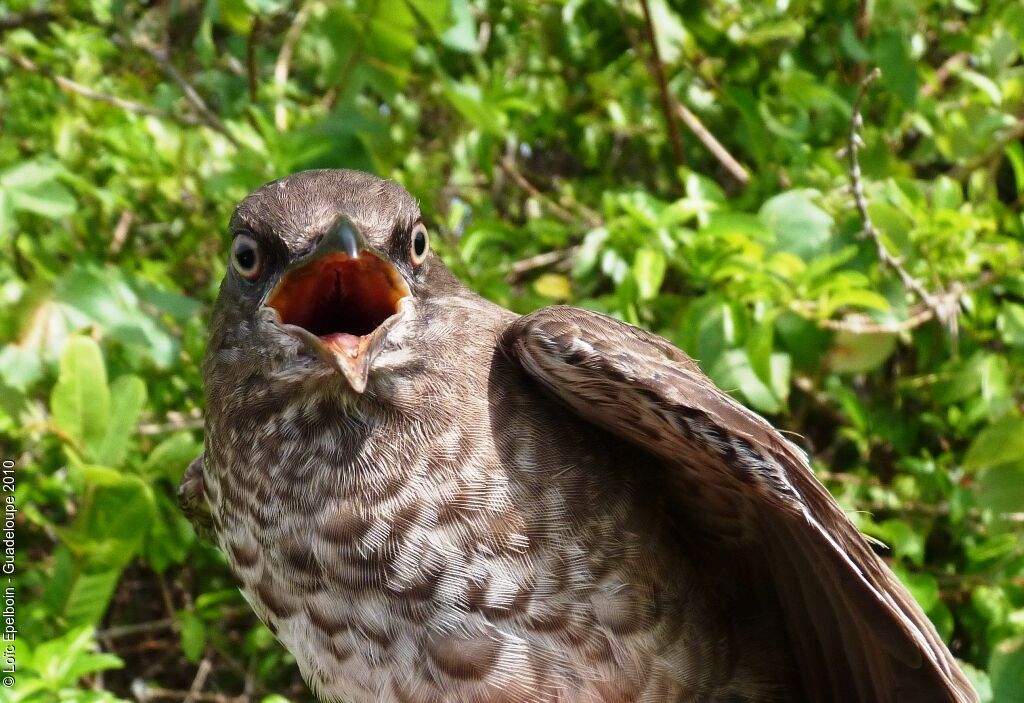 Scaly-breasted Thrasher