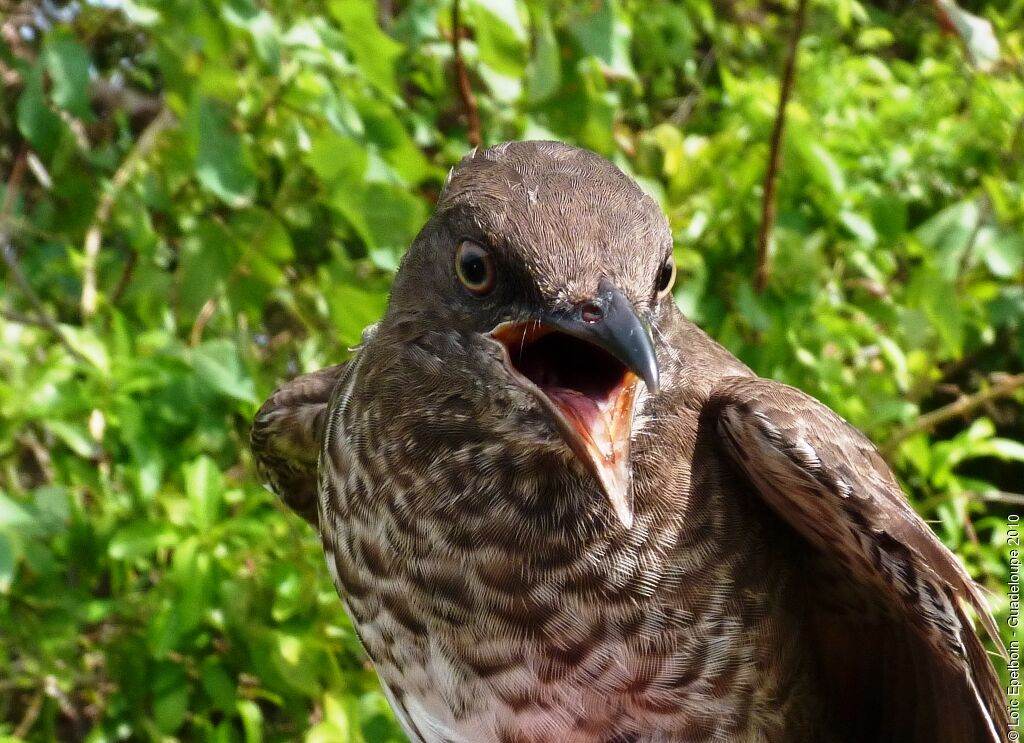 Scaly-breasted Thrasher