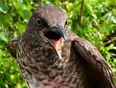 Scaly-breasted Thrasher