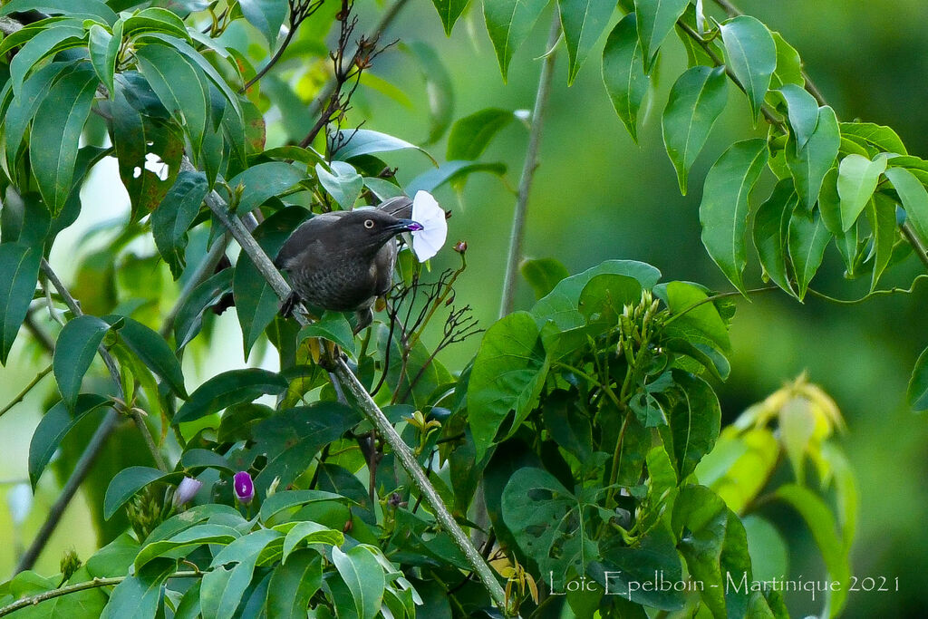 Scaly-breasted Thrasher