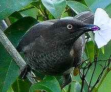 Scaly-breasted Thrasher