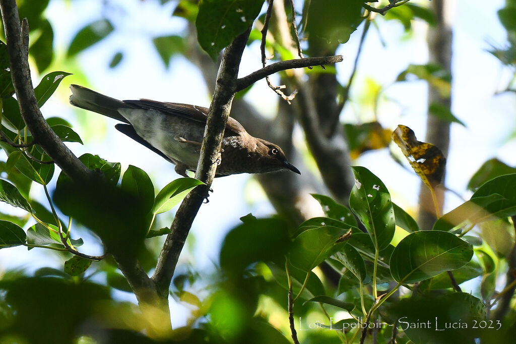 Scaly-breasted Thrasher