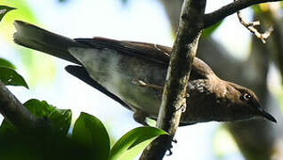 Scaly-breasted Thrasher