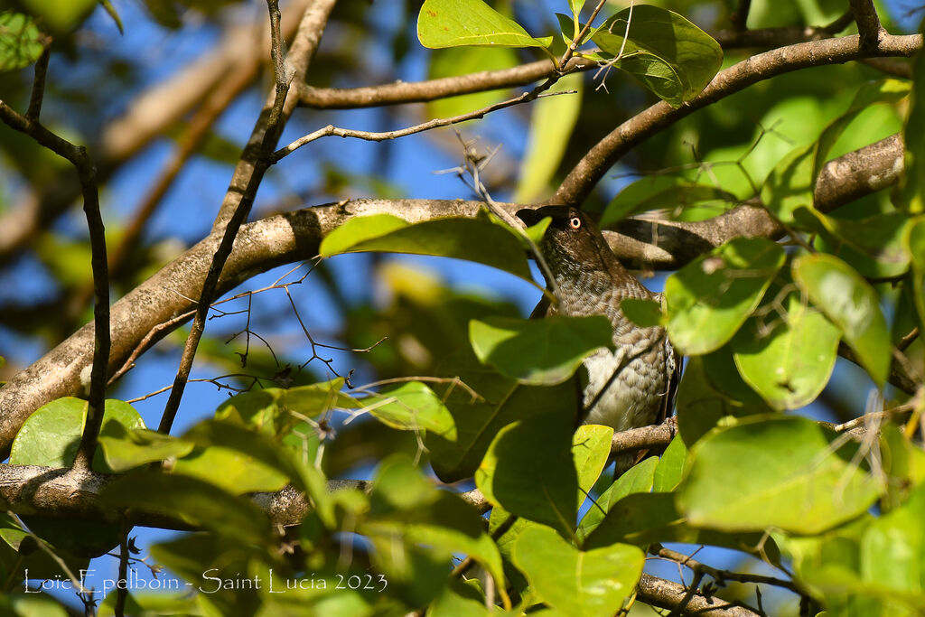 Scaly-breasted Thrasher