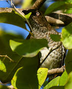 Scaly-breasted Thrasher