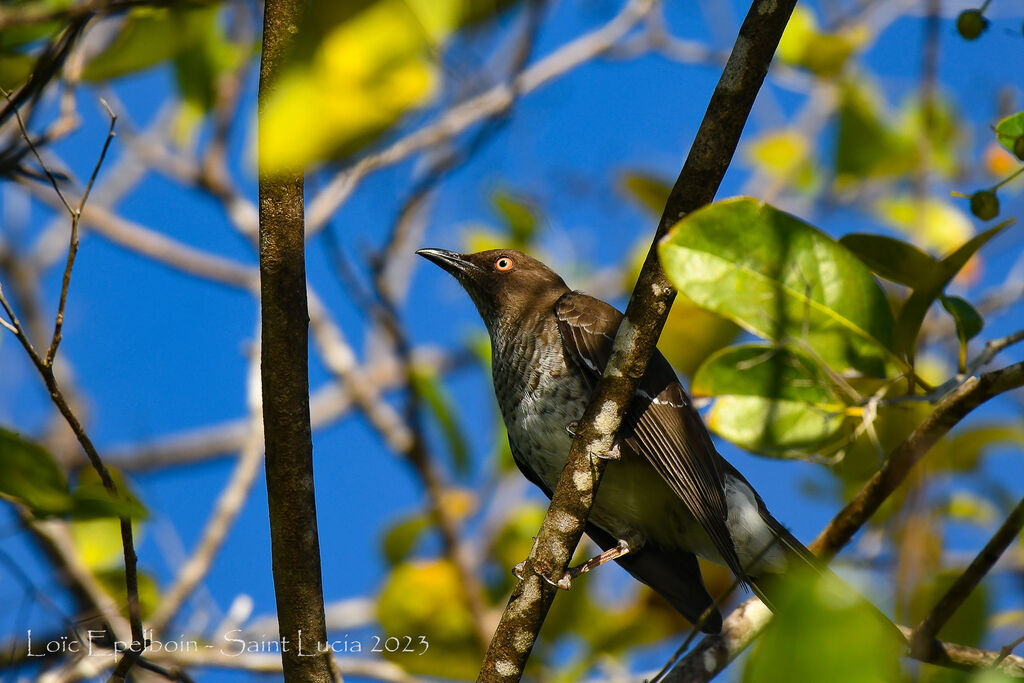 Scaly-breasted Thrasher