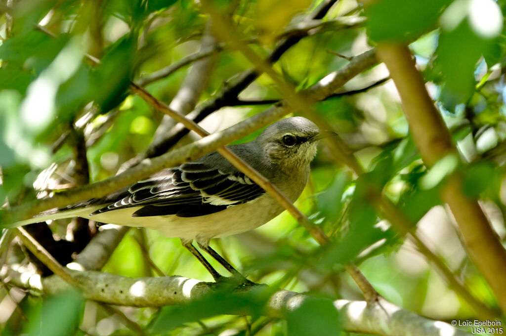 Northern Mockingbird