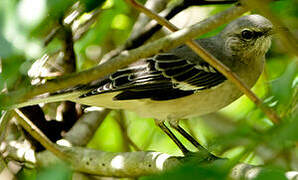 Northern Mockingbird