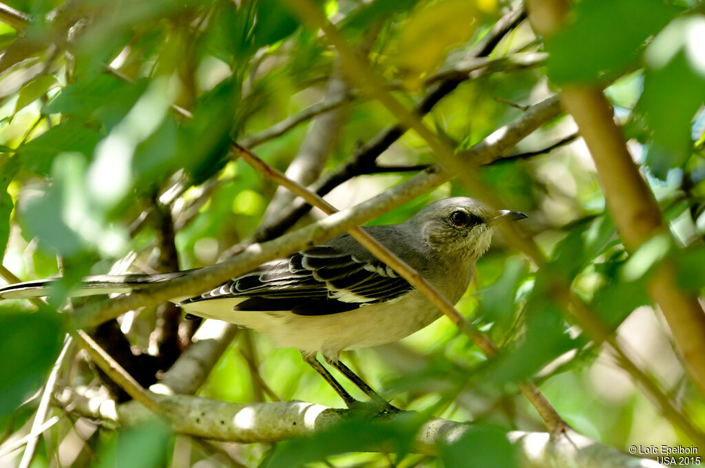 Northern Mockingbird