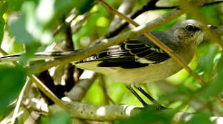 Northern Mockingbird