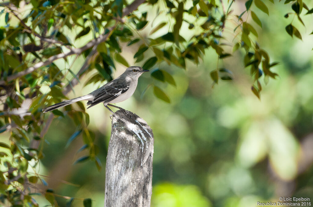 Northern Mockingbird