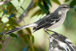 Northern Mockingbird