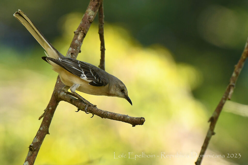 Northern Mockingbird