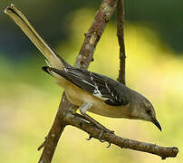 Northern Mockingbird