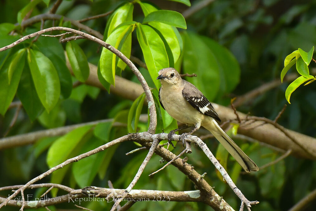 Northern Mockingbird