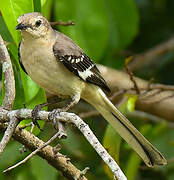 Northern Mockingbird