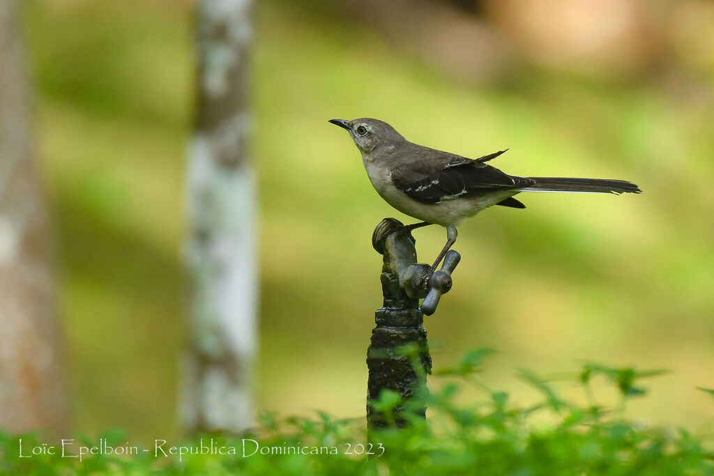 Northern Mockingbird