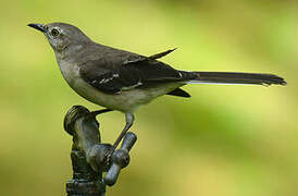 Northern Mockingbird