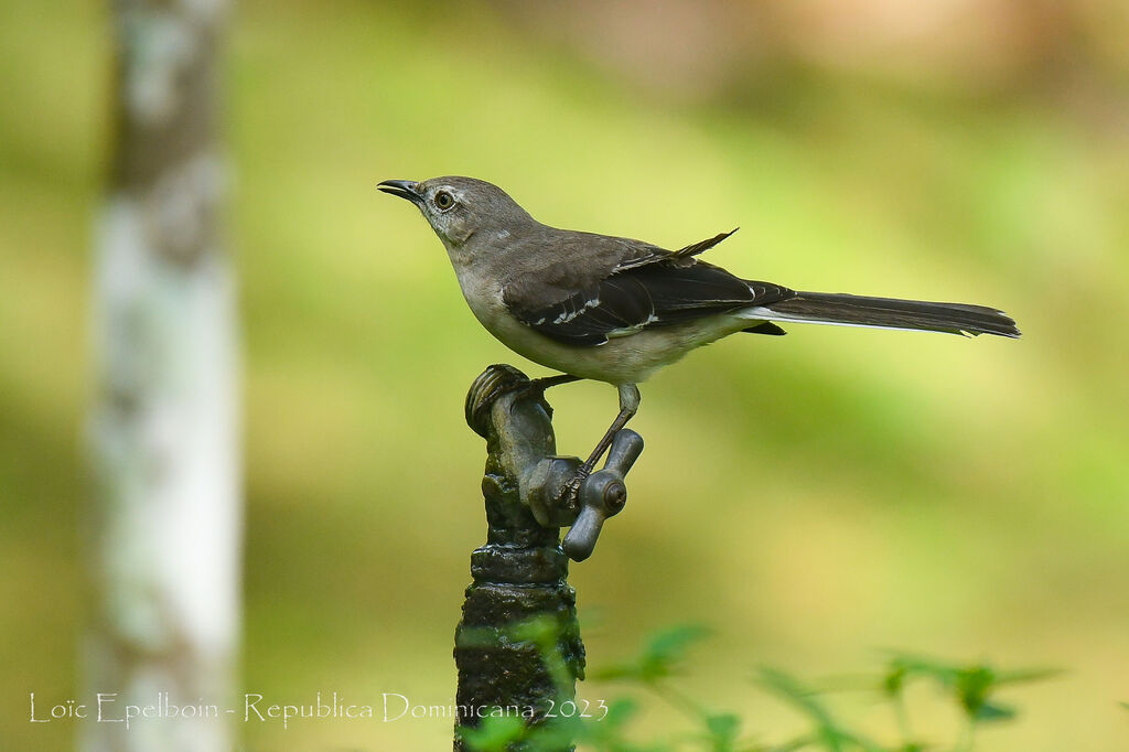 Northern Mockingbird