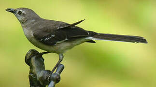 Northern Mockingbird