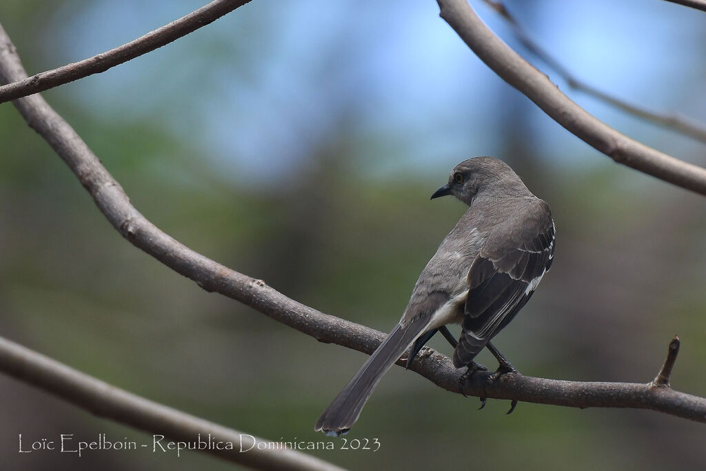 Northern Mockingbird