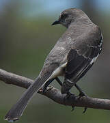 Northern Mockingbird