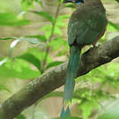 Motmot caraïbe