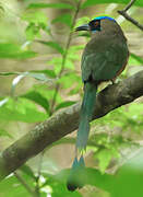 Whooping Motmot