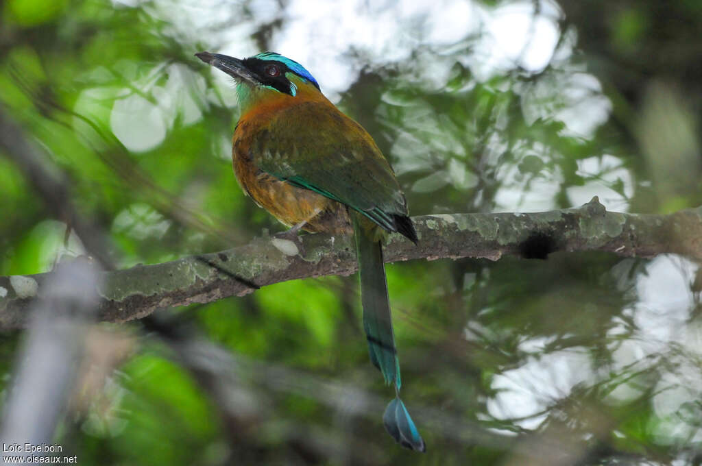 Motmot caraïbeadulte, identification