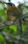 Motmot caraïbe