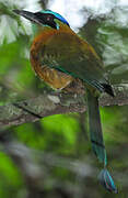 Whooping Motmot