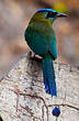Motmot de Lesson