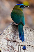 Motmot de Lesson