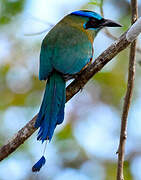 Motmot de Lesson