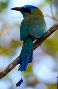 Motmot de Lesson