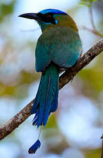 Motmot de Lesson