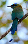 Motmot de Lesson