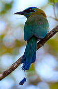 Motmot de Lesson