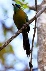 Motmot de Lesson