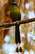Motmot de Lesson