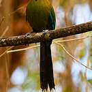 Motmot de Lesson