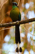 Motmot de Lesson