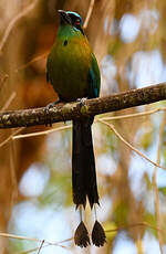 Motmot de Lesson