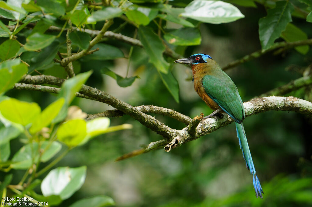 Motmot de Trinidad